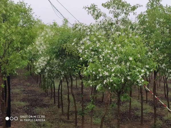 出租出售30亩土地，民用住房，可发展养殖业