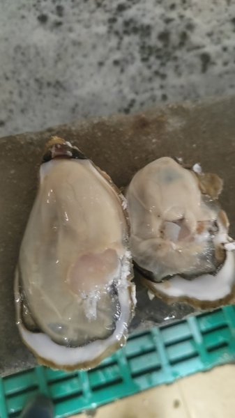 牡蛎加工厂