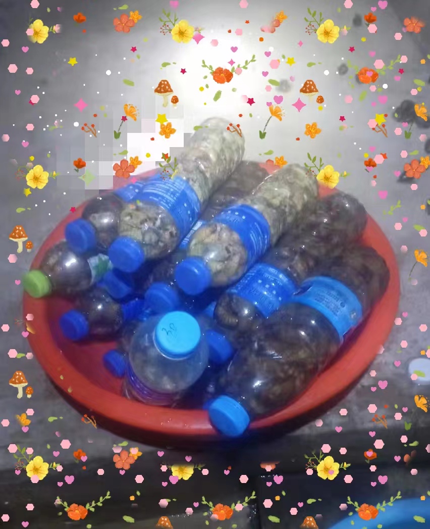 出售知了猴/马猴/金蝉/结了龟