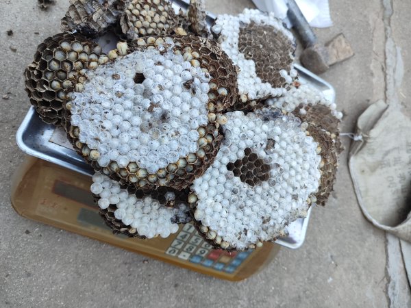 出售野生斗蜂蜂蛹