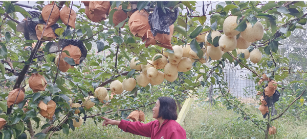 苹果园管理员