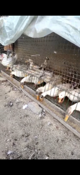 自己纯正鸭蛋