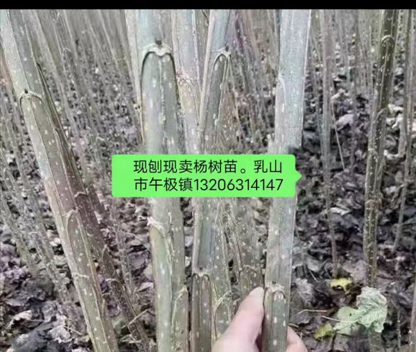 现刨现卖本地杨树苗