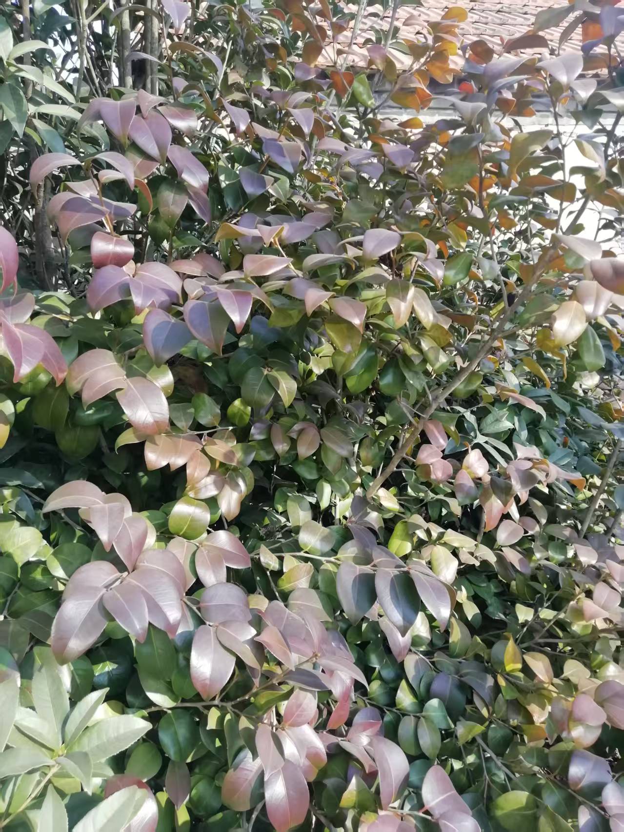 售耐冬花树