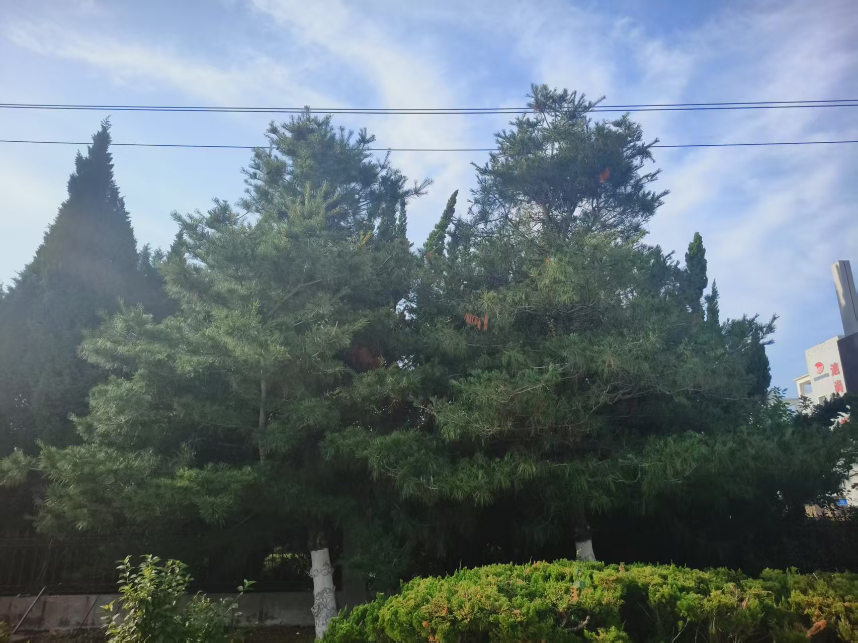 绿化树木——华山松出售