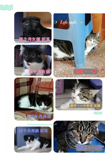 免费领养小猫