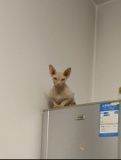 无毛猫求领养