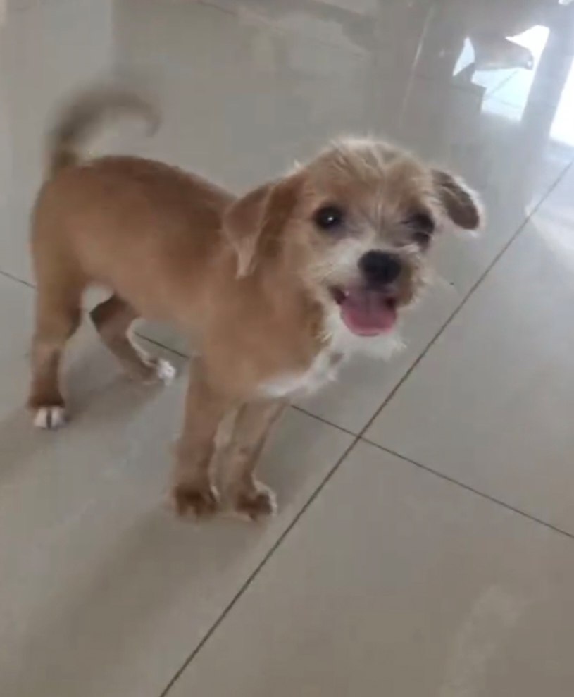 狗狗免费领养