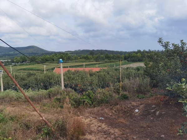 徐家镇铜陵村40亩成熟苹果园转租